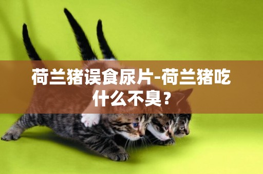 荷蘭豬誤食尿片-荷蘭豬吃什么不臭？