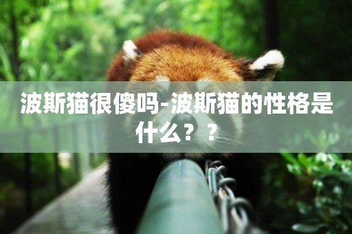 波斯貓很傻嗎-波斯貓的性格是什么？？