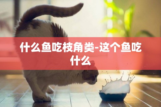 什么魚吃枝角類-這個魚吃什么