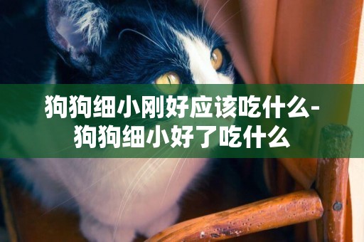 狗狗細小剛好應該吃什么-狗狗細小好了吃什么