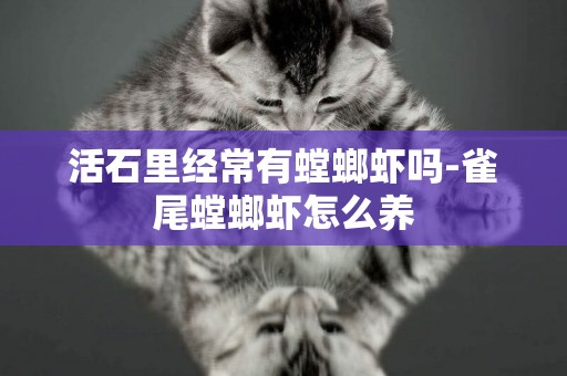 活石里經常有螳螂蝦嗎-雀尾螳螂蝦怎么養