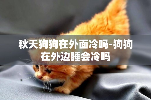 秋天狗狗在外面冷嗎-狗狗在外邊睡會冷嗎