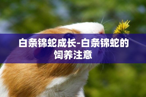 白條錦蛇成長-白條錦蛇的飼養注意