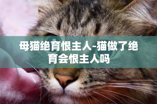 母貓絕育恨主人-貓做了絕育會恨主人嗎