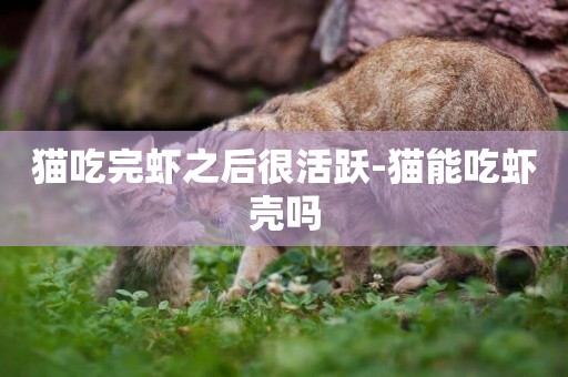 貓吃完蝦之后很活躍-貓能吃蝦殼嗎