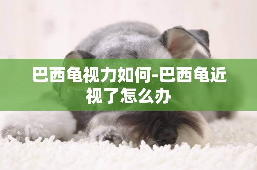 巴西龜視力如何-巴西龜近視了怎么辦