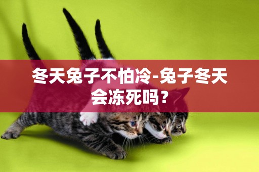 冬天兔子不怕冷-兔子冬天會凍死嗎？
