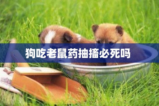 狗吃老鼠藥抽搐必死嗎 