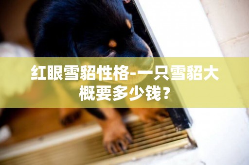 紅眼雪貂性格-一只雪貂大概要多少錢？