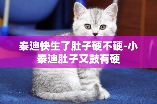 泰迪快生了肚子硬不硬-小泰迪肚子又鼓有硬