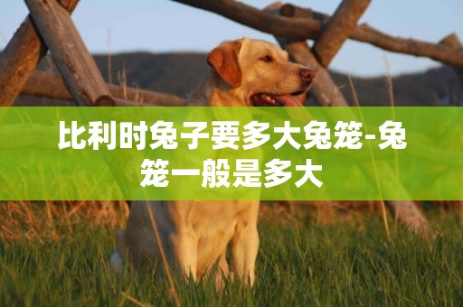 比利時兔子要多大兔籠-兔籠一般是多大