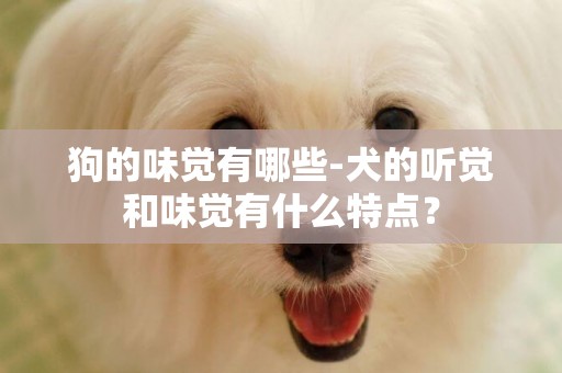 狗的味覺有哪些-犬的聽覺和味覺有什么特點？