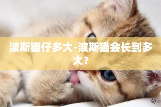 波斯貓仔多大-波斯貓會長到多大？