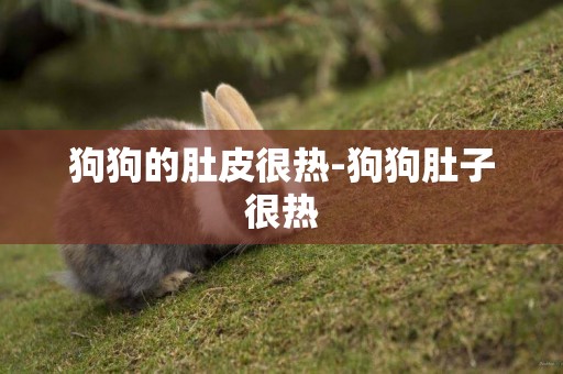 狗狗的肚皮很熱-狗狗肚子很熱