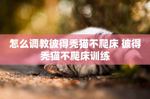 怎么調教彼得禿貓不爬床 彼得禿貓不爬床訓練