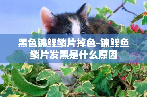 黑色錦鯉鱗片掉色-錦鯉魚鱗片發黑是什么原因