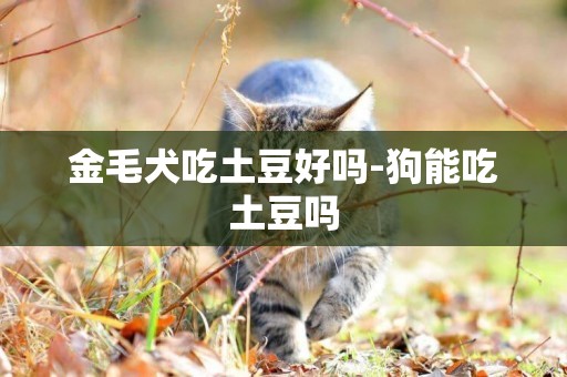 金毛犬吃土豆好嗎-狗能吃土豆嗎
