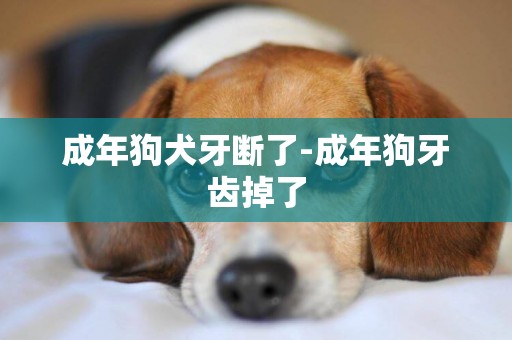 成年狗犬牙斷了-成年狗牙齒掉了