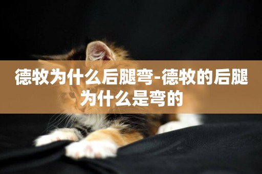 德牧為什么后腿彎-德牧的后腿為什么是彎的