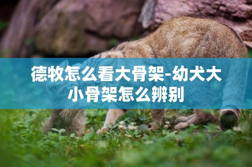 德牧怎么看大骨架-幼犬大小骨架怎么辨別