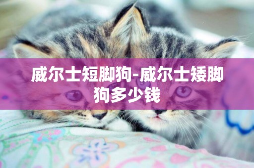 威爾士短腳狗-威爾士矮腳狗多少錢