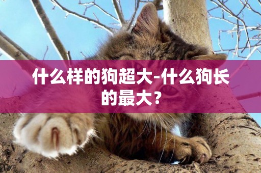 什么樣的狗超大-什么狗長的最大？
