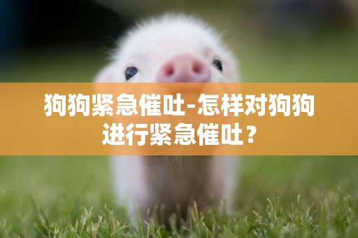 狗狗緊急催吐-怎樣對狗狗進行緊急催吐？