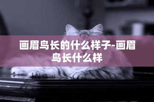 畫眉鳥長的什么樣子-畫眉鳥長什么樣