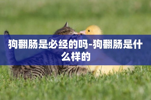 狗翻腸是必經的嗎-狗翻腸是什么樣的