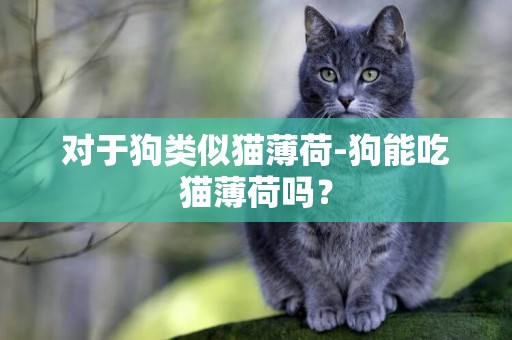 對于狗類似貓薄荷-狗能吃貓薄荷嗎？