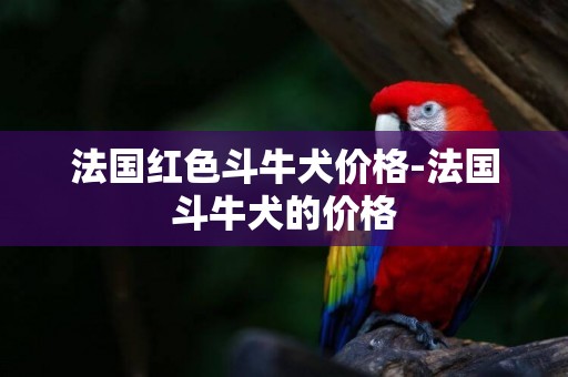 法國紅色斗牛犬價格-法國斗牛犬的價格