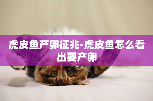 虎皮魚產卵征兆-虎皮魚怎么看出要產卵