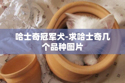 哈士奇冠軍犬-求哈士奇幾個品種圖片