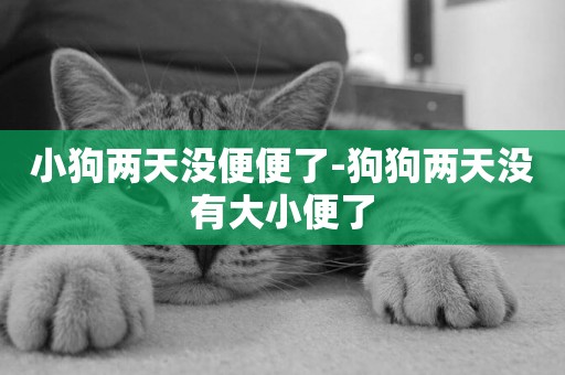 小狗兩天沒便便了-狗狗兩天沒有大小便了
