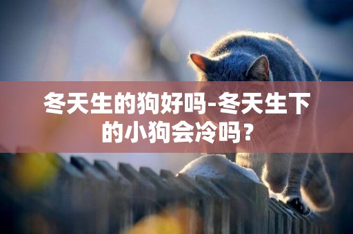 冬天生的狗好嗎-冬天生下的小狗會冷嗎？