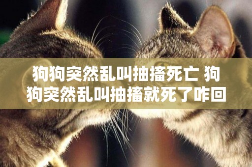 狗狗突然亂叫抽搐死亡 狗狗突然亂叫抽搐就死了咋回事