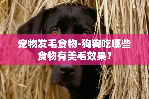 寵物發毛食物-狗狗吃哪些食物有美毛效果？