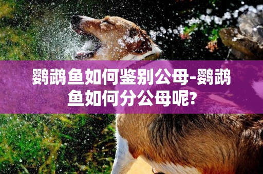 鸚鵡魚如何鑒別公母-鸚鵡魚如何分公母呢?