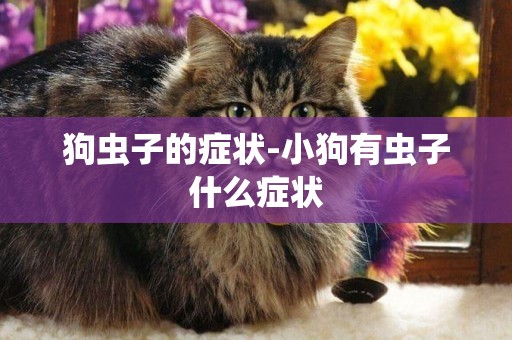 狗蟲子的癥狀-小狗有蟲子什么癥狀