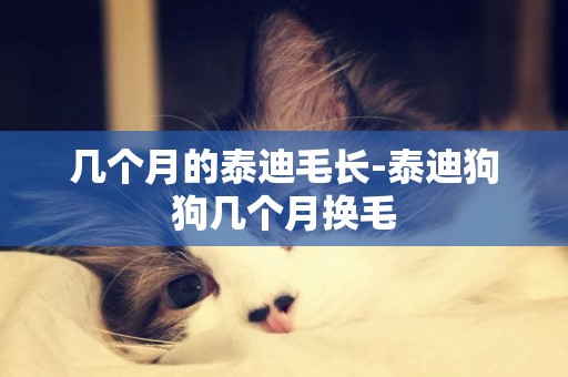 幾個月的泰迪毛長-泰迪狗狗幾個月換毛