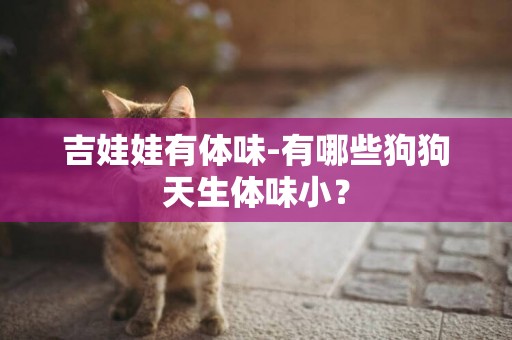 吉娃娃有體味-有哪些狗狗天生體味小？