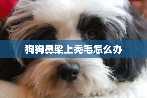 狗狗鼻梁上禿毛怎么辦