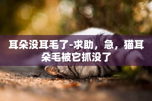 耳朵沒耳毛了-求助，急，貓耳朵毛被它抓沒了
