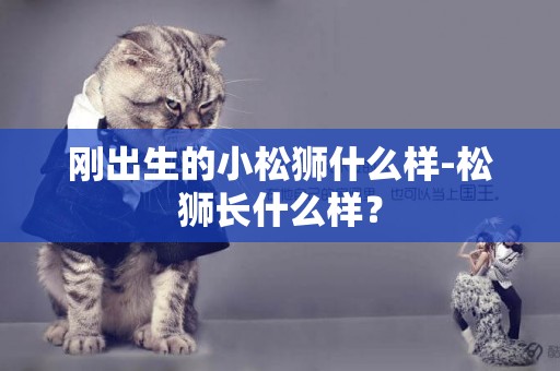 剛出生的小松獅什么樣-松獅長什么樣？