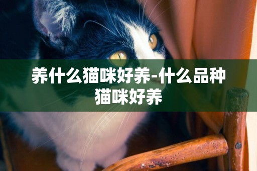 養什么貓咪好養-什么品種貓咪好養