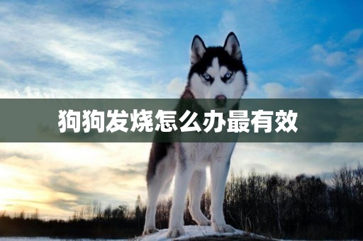 狗狗發燒怎么辦最有效 