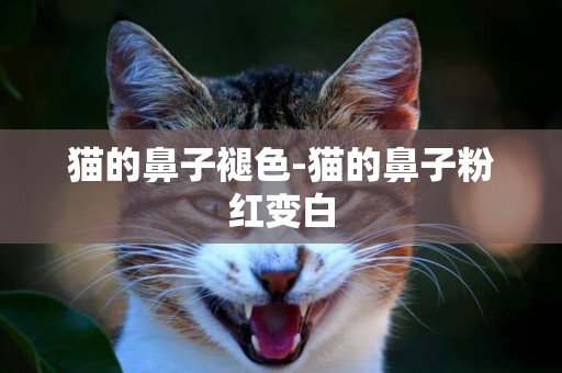 貓的鼻子褪色-貓的鼻子粉紅變白