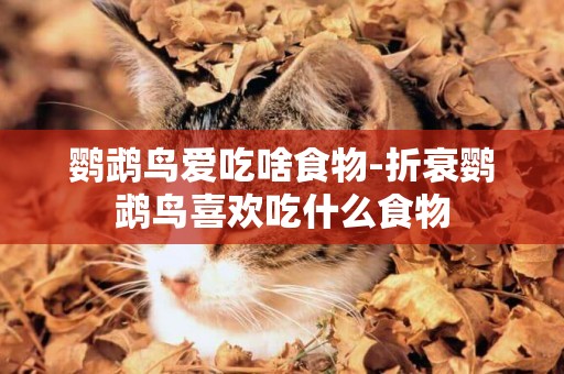鸚鵡鳥愛吃啥食物-折衰鸚鵡鳥喜歡吃什么食物