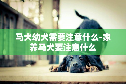 馬犬幼犬需要注意什么-家養馬犬要注意什么