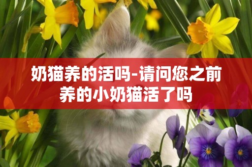 奶貓養的活嗎-請問您之前養的小奶貓活了嗎